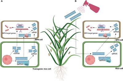 The roles of small RNAs in rice-brown planthopper interactions